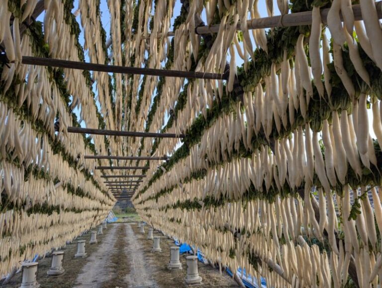 宮崎田野地方のやぐらにかけられた干し大根の作製中の大根の画像